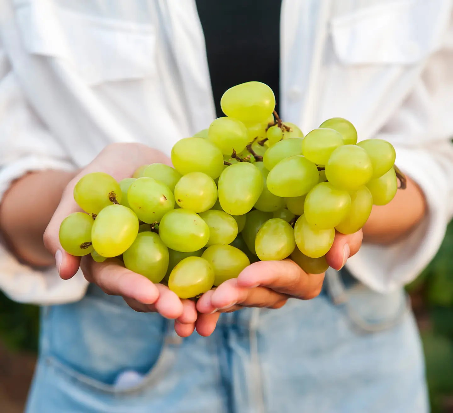 Hand holding grapes